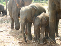 Baby elephants at Pinnawela © S Baker